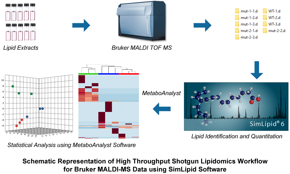 Schematic representation of High Throughput Shotgun Lipidomics workflow for Bruker MALDI-MS data using SimLipid Software