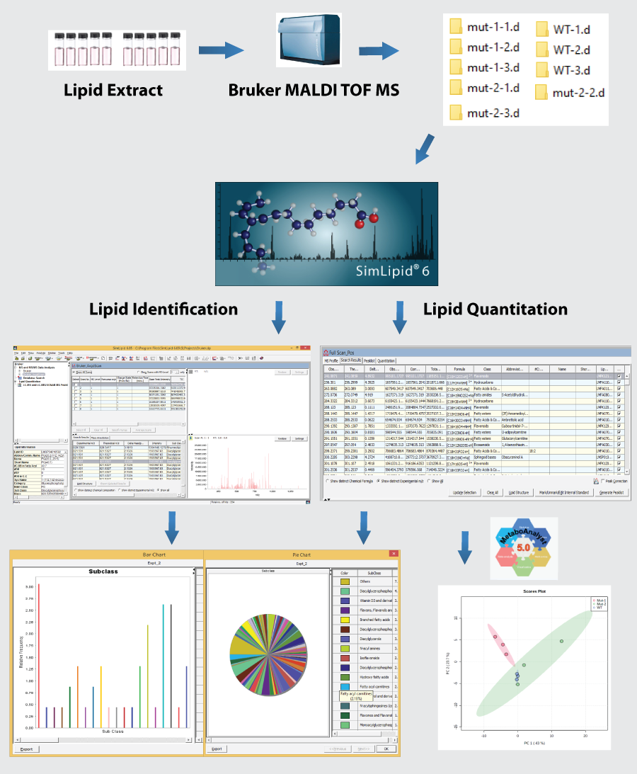 MALDI MS lipid data analysis workflow in SimLipid