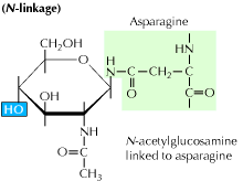 n linked glycosylation