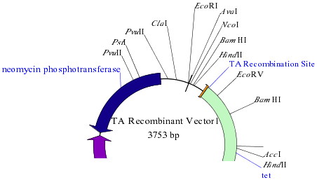 Restriction enzymes cut sites