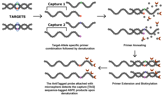 allele specific primer extension process