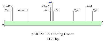 TA cloning vector diagram