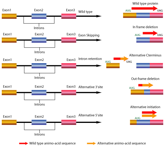 Gene Splicing: Various forms of gene splicing