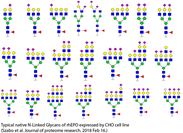 Typical native N-Linked Glycans of rhEPO expressed by CHO cell line (Szabo et al. Journal of proteome research. 2018 Feb 16.)