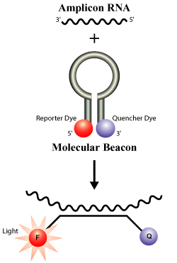 Use of Molecular beacons with NASBA Amplification to generate a real time detection system